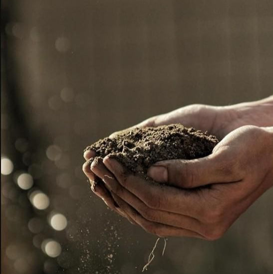 vermicompost